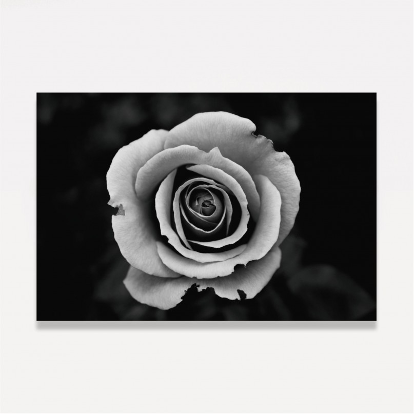 Quadro Flor de Rosa em Preto e Branco