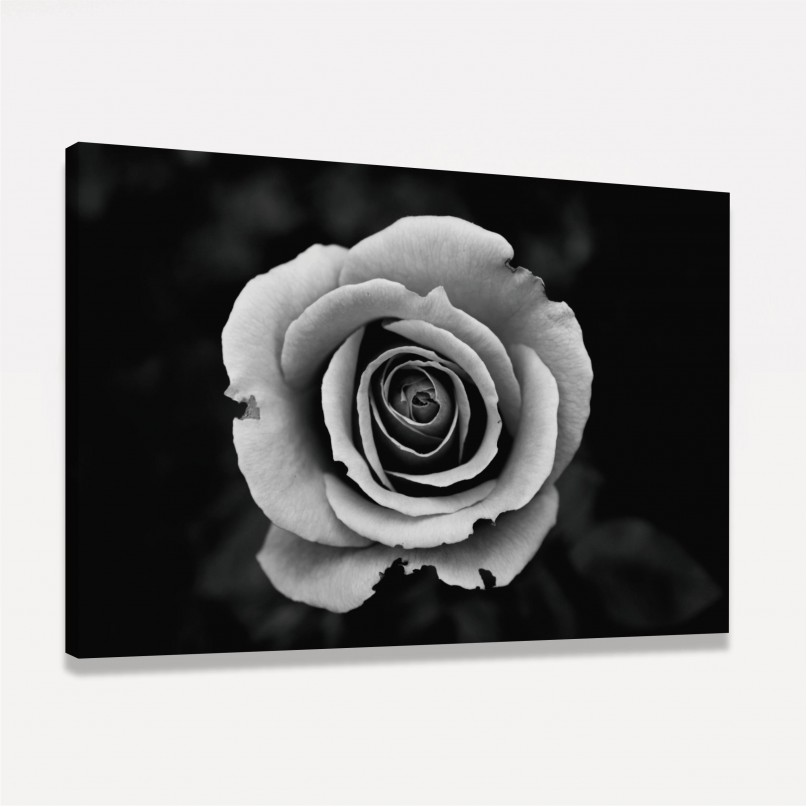 Quadro Flor de Rosa em Preto e Branco