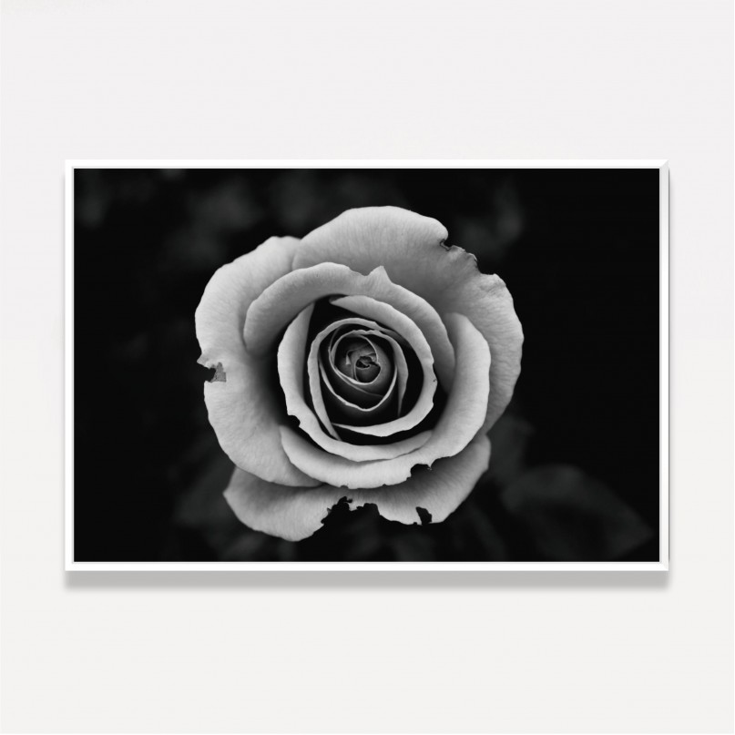 Quadro Flor de Rosa em Preto e Branco