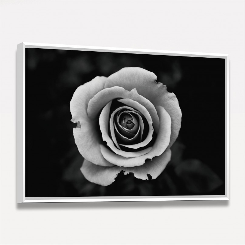 Quadro Flor de Rosa em Preto e Branco