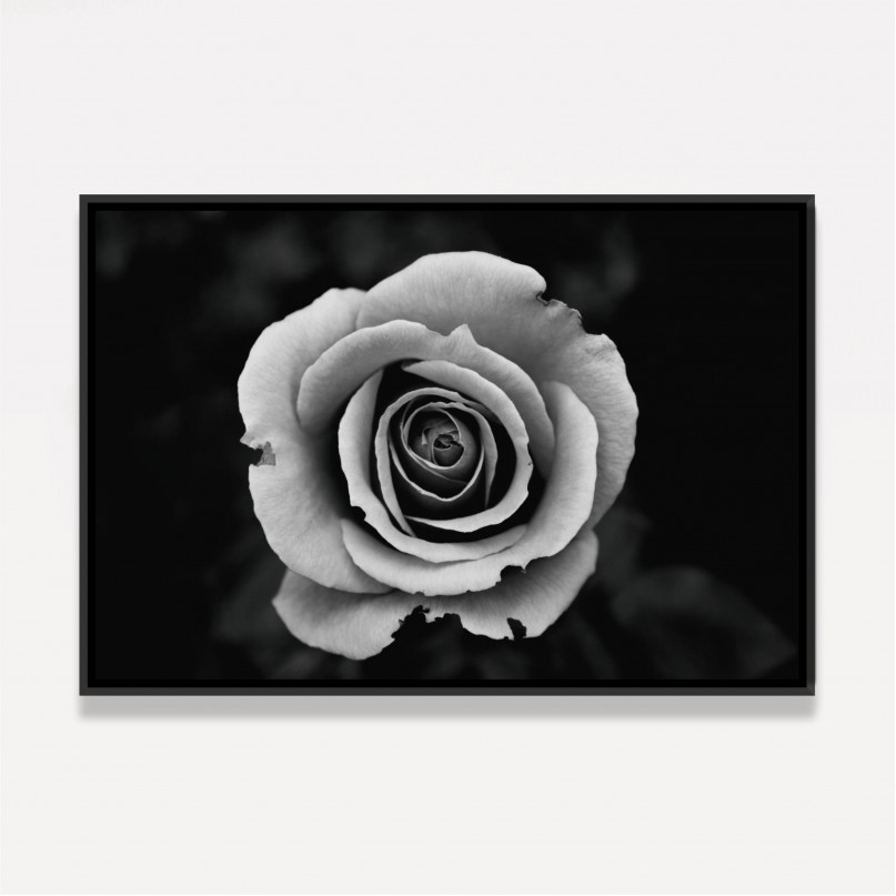 Quadro Flor de Rosa em Preto e Branco