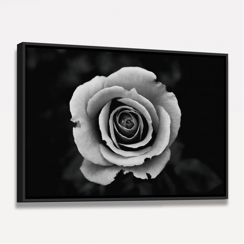 Quadro Flor de Rosa em Preto e Branco