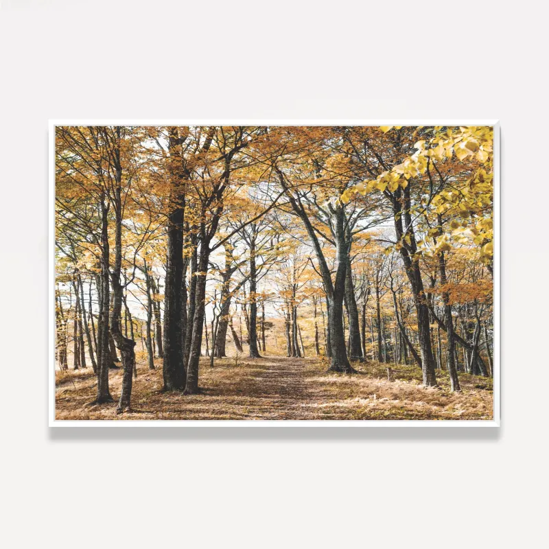 Quadro Árvores Folhas Amarelas Paisagem Floresta Outono