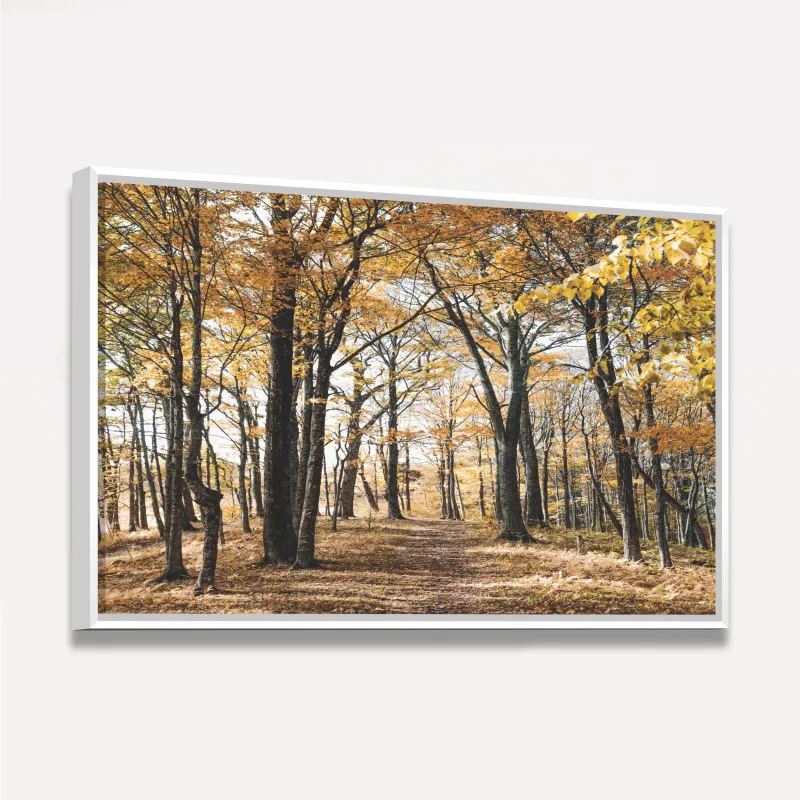 Quadro Árvores Folhas Amarelas Paisagem Floresta Outono