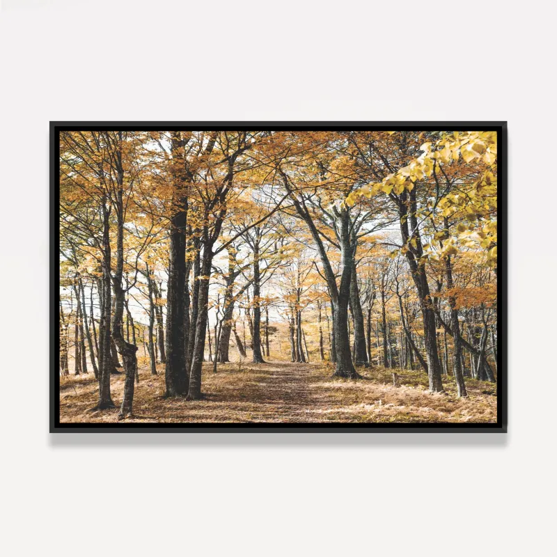 Quadro Árvores Folhas Amarelas Paisagem Floresta Outono