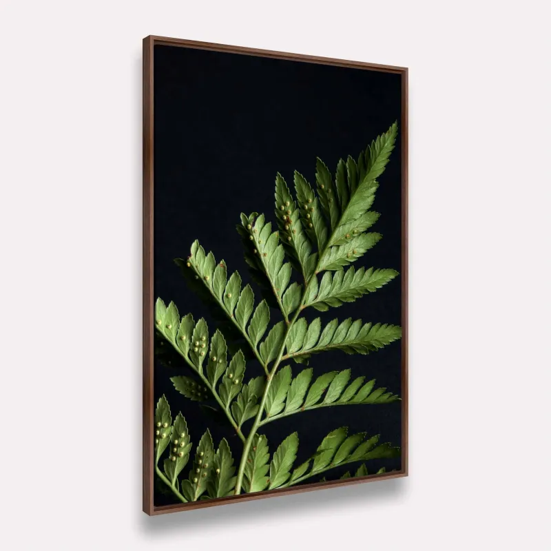 Quadro Folhagem de Samambaia Elegante Fundo Preto