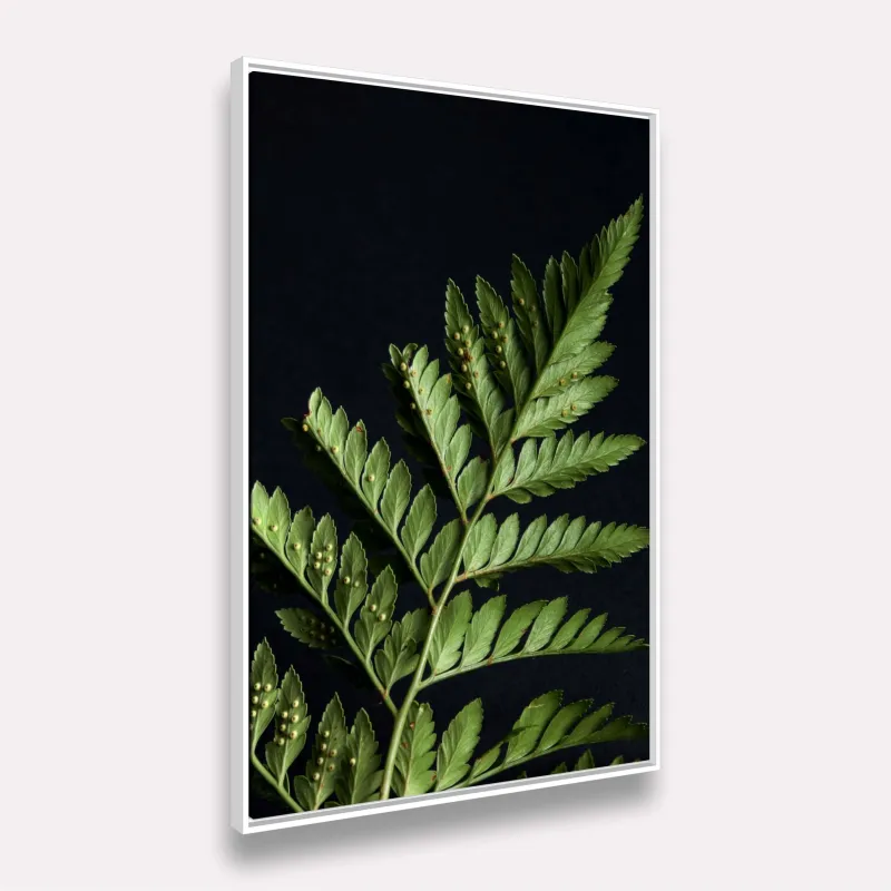 Quadro Folhagem de Samambaia Elegante Fundo Preto