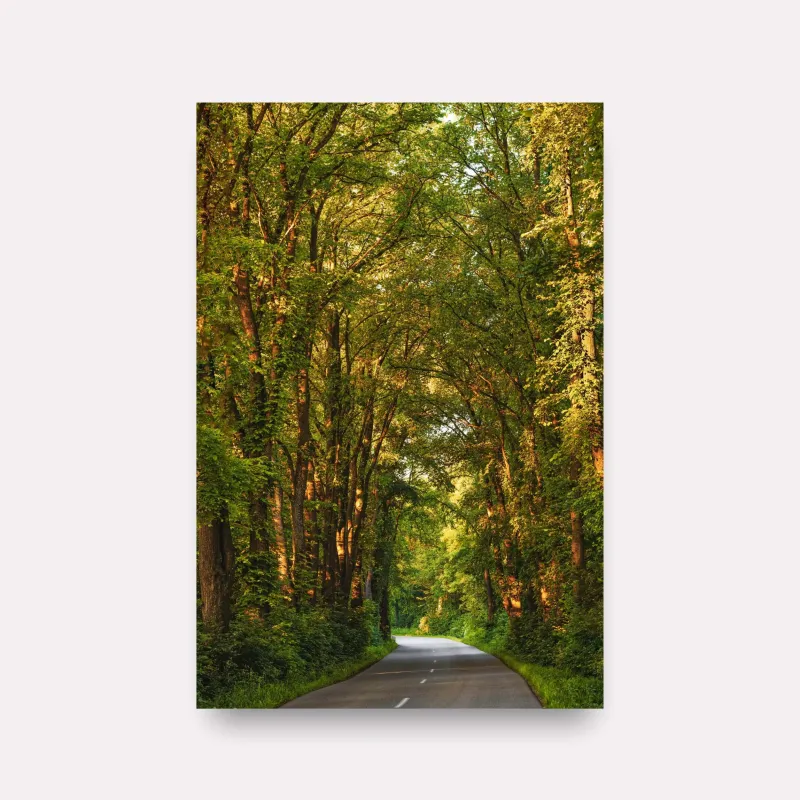 Quadro Paisagem Estrada em Meio à Floresta