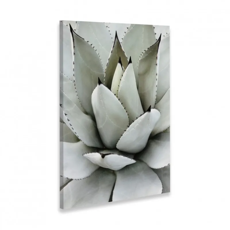 Quadro Decorativo Babosa Tropical 