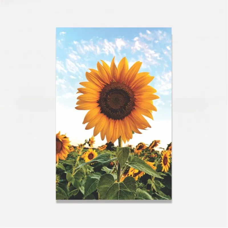 Quadro Flor de Girassol Ao Céu Azul - Amazing Sunflower