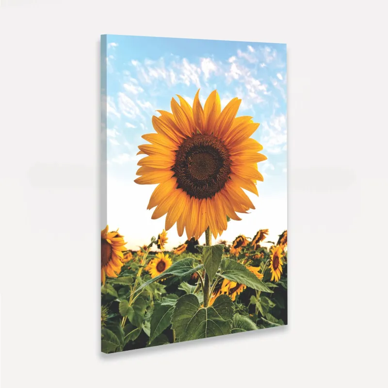 Quadro Flor de Girassol Ao Céu Azul - Amazing Sunflower