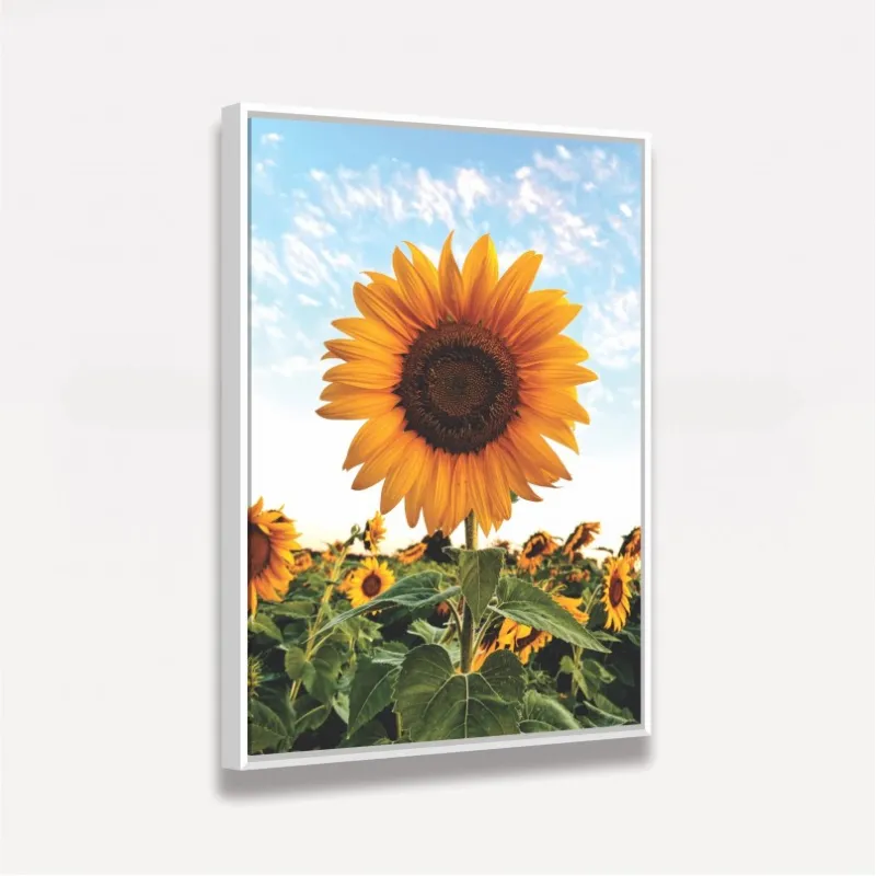 Quadro Flor de Girassol Ao Céu Azul - Amazing Sunflower