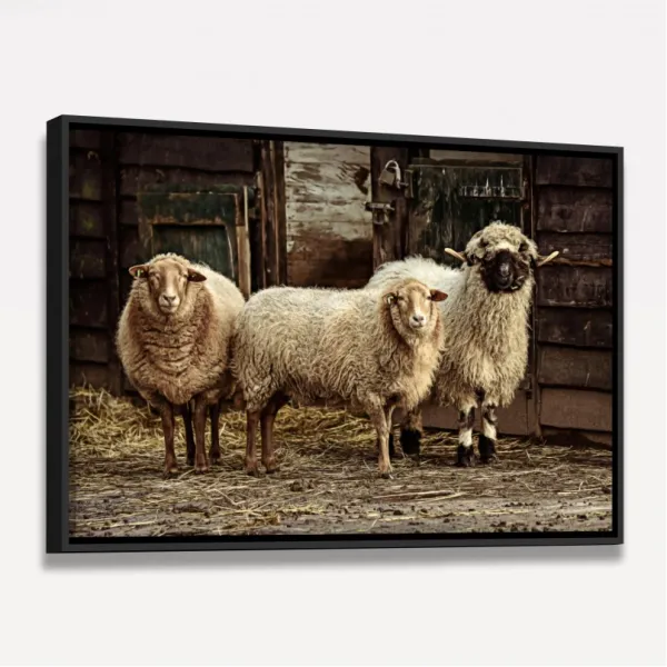 Quadro Trio de Ovelhas Vintage