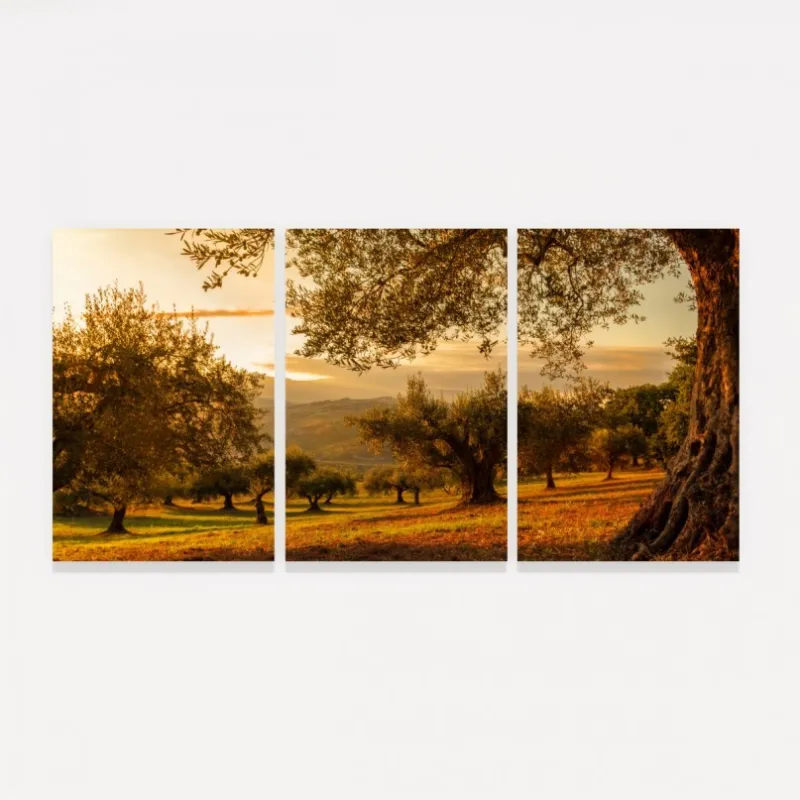 Quadro Decorativo Paisagem Oliveiras no Campo ao Entardecer