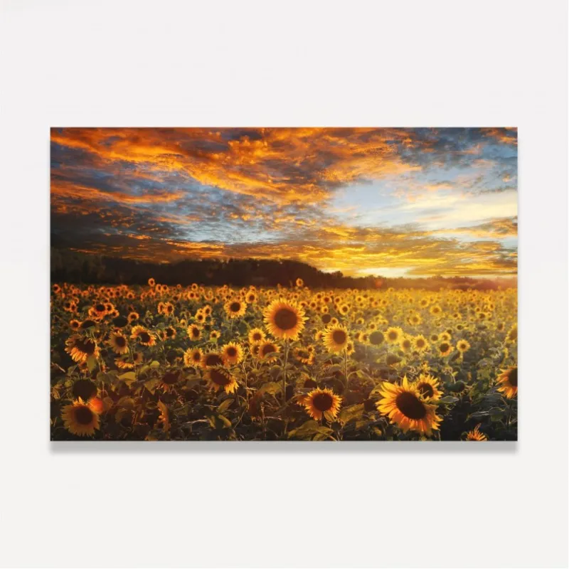 Quadro Flores Campo de Girassóis Ao Pôr do Sol