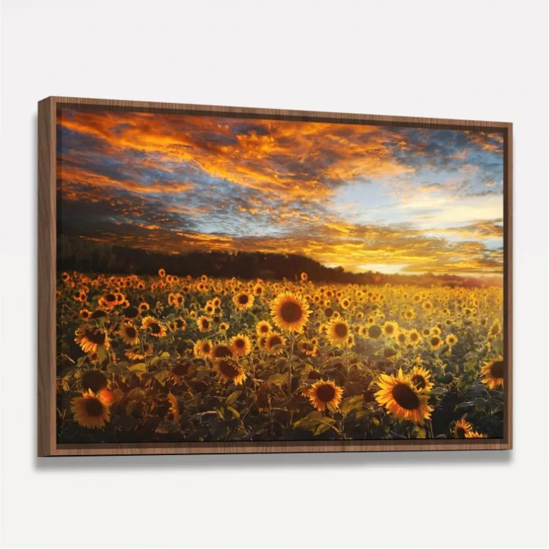 Quadro Flores Campo de Girassóis Ao Pôr do Sol