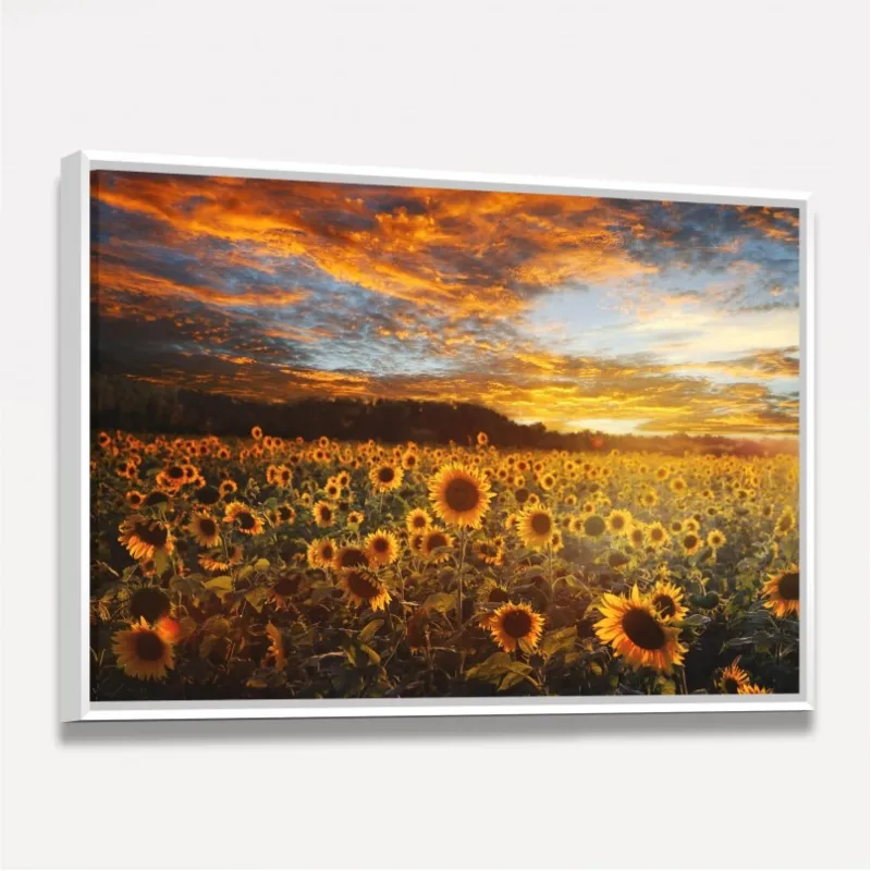 Quadro Flores Campo de Girassóis Ao Pôr do Sol