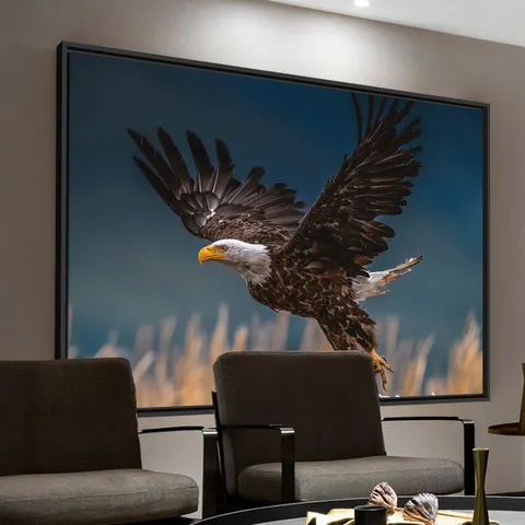 Quadro Voo Águia Cabeça Branca