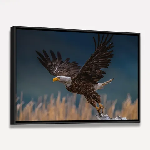Quadro Voo Águia Cabeça Branca