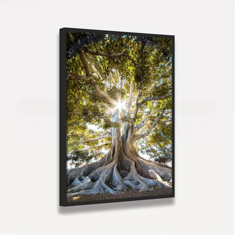 Quadro Luz do Sol sobre Árvore Oliveira Grandes Raízes