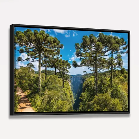 Quadro Árvores de Araucária a Grandeza da Natureza sob o Céu Azul