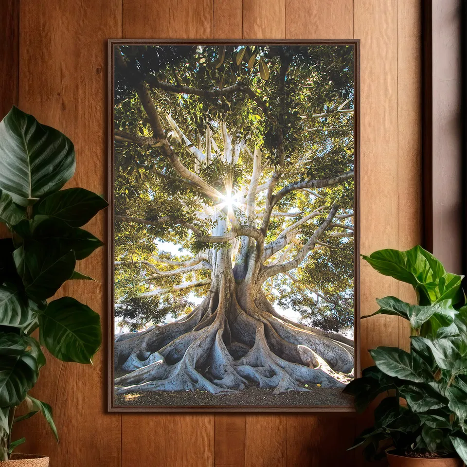 Quadro Luz do Sol sobre Árvore Oliveira Grandes Raízes