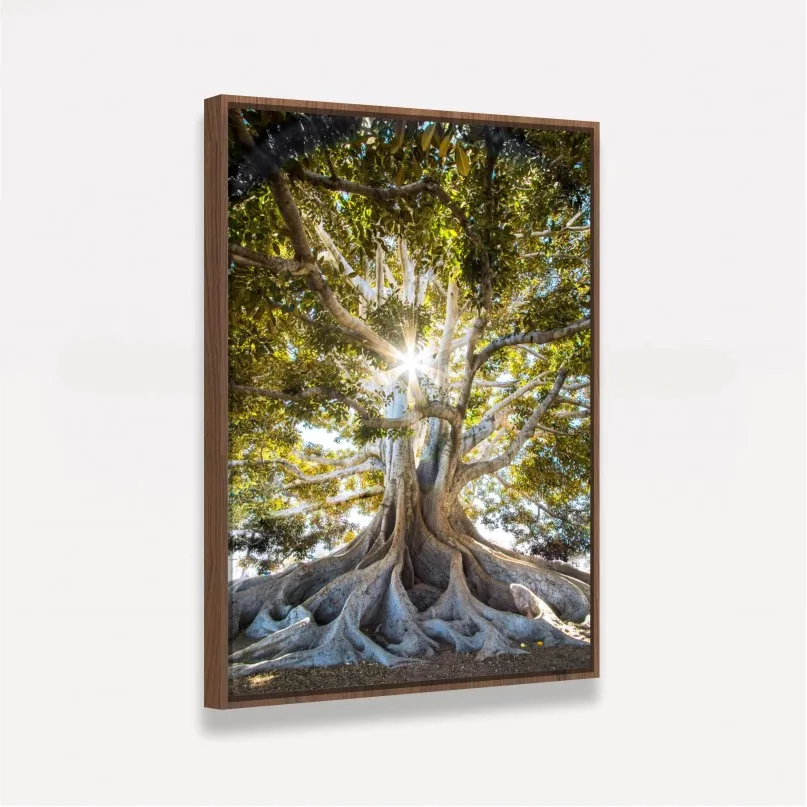 Quadro Luz do Sol sobre Árvore Oliveira Grandes Raízes | Quadros