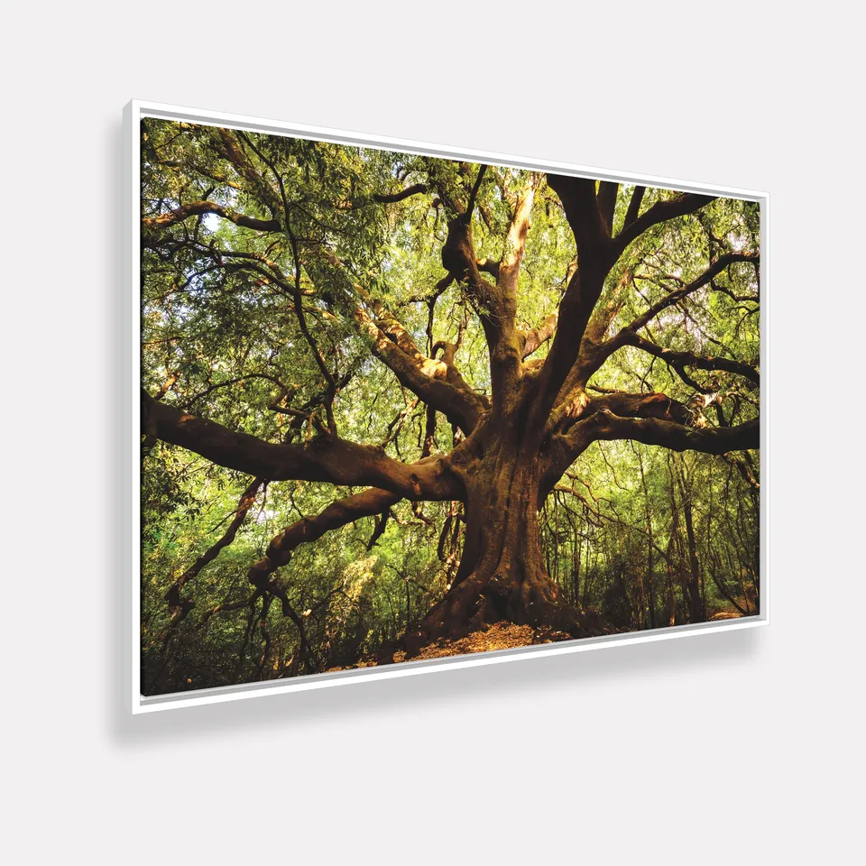 Quadro Árvore Parque  Ilice del Carrinu - Itália